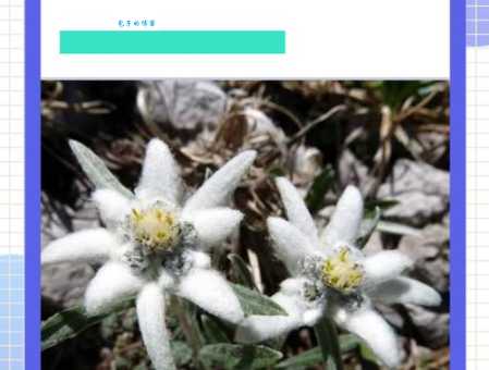 火绒草在哪里生长 桔梗目菊科火绒草分布区域详解