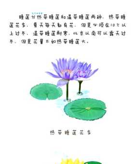 睡莲的种植方法 教你如何养好睡莲科睡莲属植物