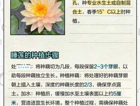 睡莲的种植方法 教你如何养好睡莲科睡莲属植物