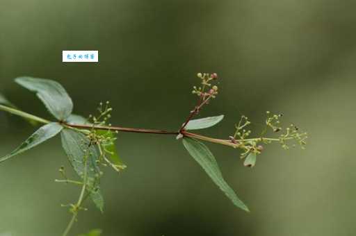 紫参是什么植物 茜草科茜草属的紫参有什么特点