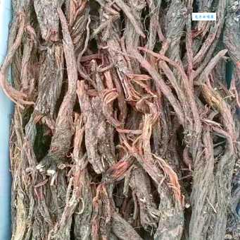 紫参是什么植物 茜草科茜草属的紫参有什么特点