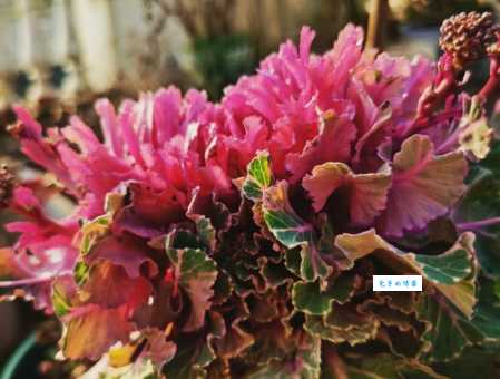 羽衣甘蓝和普通甘蓝区别十字花科芸薹属品种对比