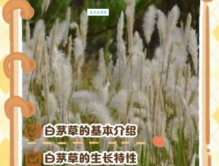 白茅是什么植物 禾本科白茅的特点和用途介绍