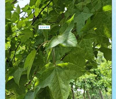 枫香树叶子为什么变红 枫香树属植物变色原因