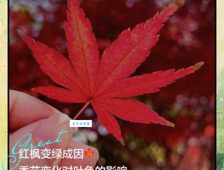枫香树叶子为什么变红 枫香树属植物变色原因