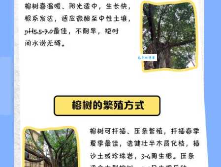 大榕树的资料大全 了解榕树的特点与生长习性