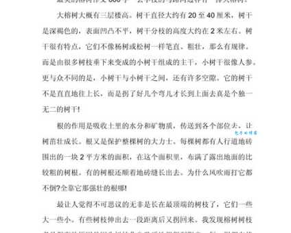 大榕树的资料大全 了解榕树的特点与生长习性