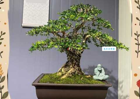 黄杨树怎么养 掌握这几点让你的黄杨枝繁叶茂