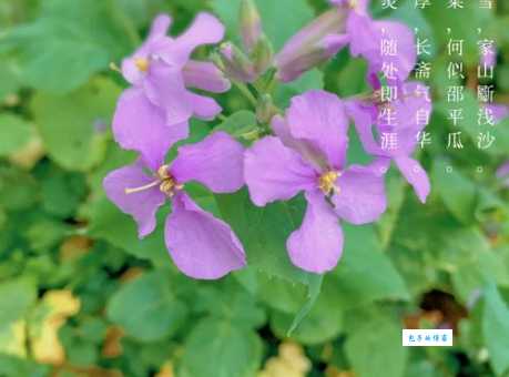 诸葛菜怎么种植十字花科植物养护技巧