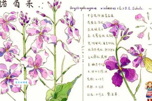 诸葛菜怎么种植十字花科植物养护技巧