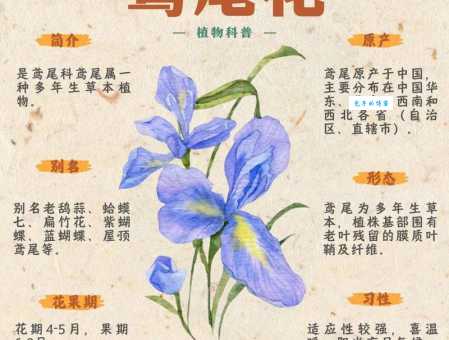 番红花适合在哪里种植 鸢尾科花卉栽培环境要求