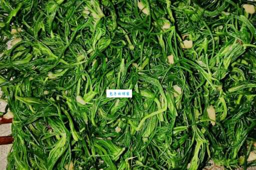 猪毛菜怎么吃教你正确食用苋科猪毛菜属植物的方法
