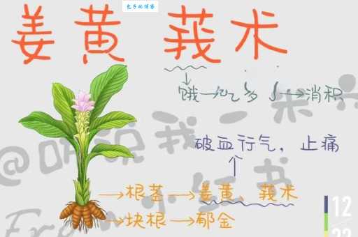 莪术的功效与作用 姜科姜黄属植物有哪些好处