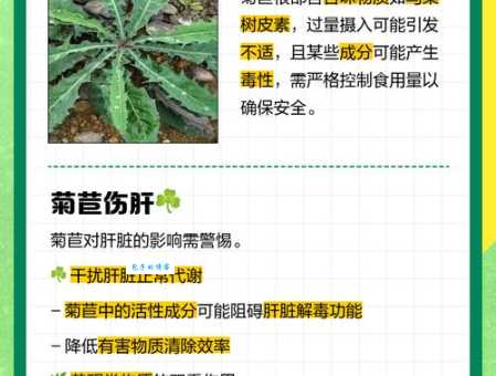 菊苣与苦苣的区别 菊科菊苣属植物辨识指南