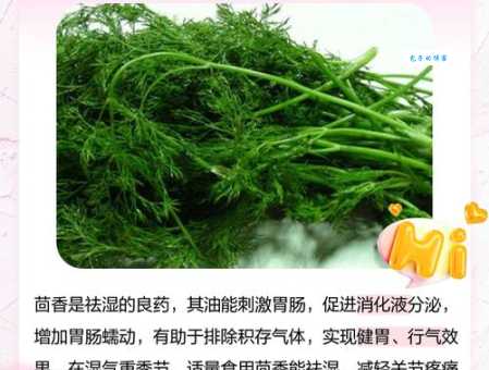 茴香的保存方法 伞形科茴香属植物的保鲜秘诀