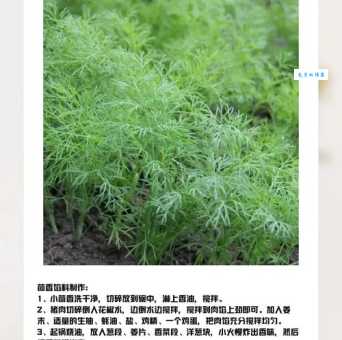 茴香的保存方法 伞形科茴香属植物的保鲜秘诀