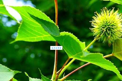 枫香树的用途有哪些 蕈树科植物价值全解析