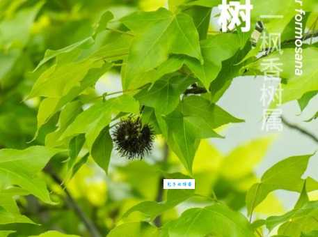 枫香树的用途有哪些 蕈树科植物价值全解析