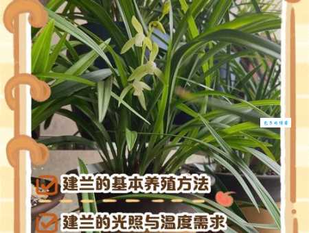 建兰的养殖方法 轻松养好兰科兰属植物