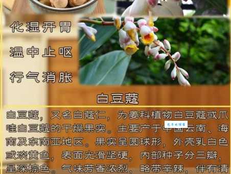 白豆蔻是什么植物 姜科豆蔻属的香料小百科