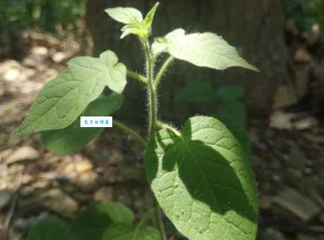 白英可以吃吗 这种茄科草本植物的食用价值