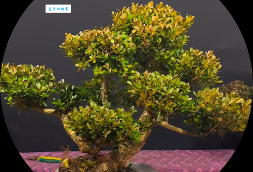 黄杨盆景制作方法 黄杨属植物造型修剪全攻略