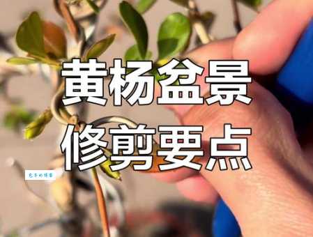 黄杨盆景制作方法 黄杨属植物造型修剪全攻略