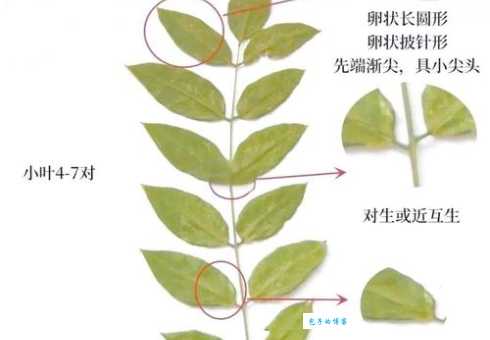 五叶槐和普通槐树区别 双子叶植物纲对比