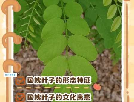 五叶槐和普通槐树区别 双子叶植物纲对比