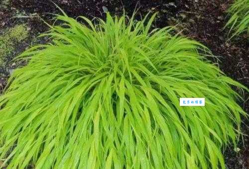 香根草的经济价值 禾本科香根草属植物应用前景