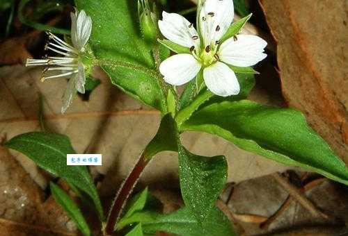 孩儿参是什么植物 石竹科孩儿参属植物介绍