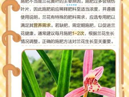 建兰叶子发黄怎么办 建兰常见问题解决方法