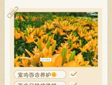 百合适合放在家里养吗有什么好处