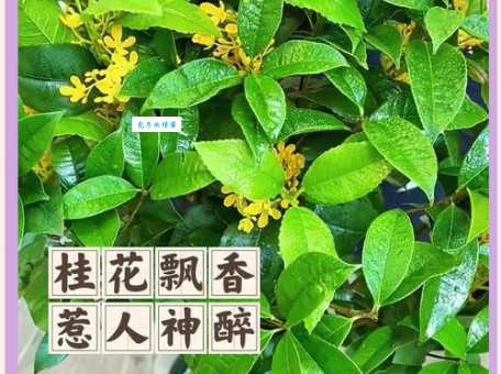 四季桂是什么植物 木樨科木樨属的常绿小乔木介绍