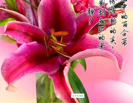 百合花有什么寓意 不同颜色百合的象征意义解读