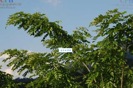 降香是什么植物 豆科黄檀属的降香有啥特别之处