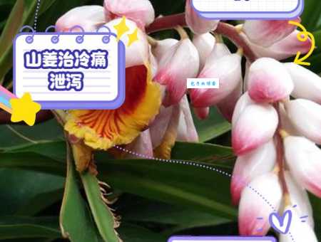 山姜花和普通姜的区别 山姜花的独特之处