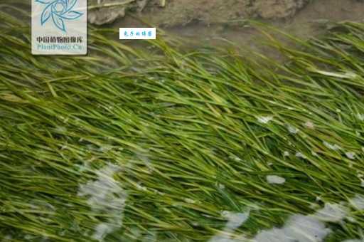 眼子菜图片大全 眼子菜科植物形态特征解析