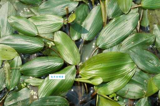 眼子菜图片大全 眼子菜科植物形态特征解析