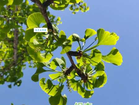 银杏是什么植物 现存最古老的裸子植物介绍