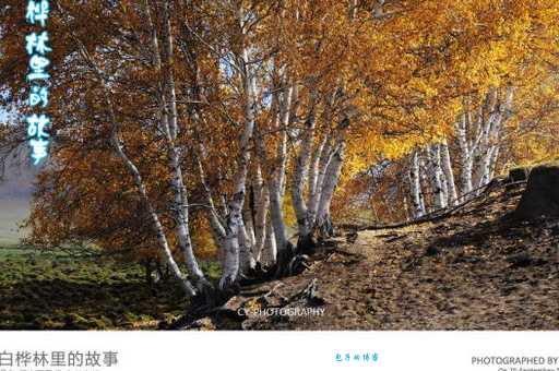 白桦木材的优缺点 桦木属植物在家具中的应用