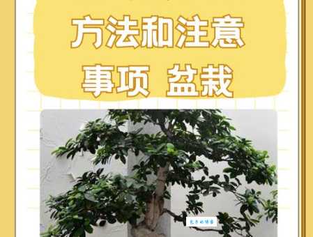 榕树的生长习性 桑科榕属植物适合种在哪里