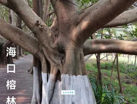 榕树的生长习性 桑科榕属植物适合种在哪里