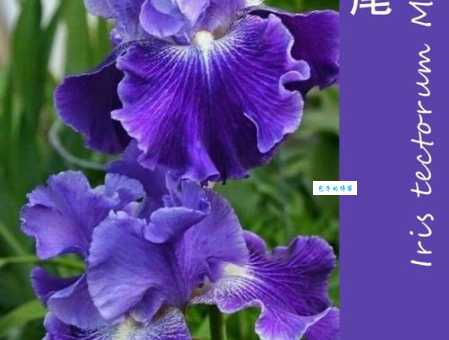 蝴蝶花怎么养 鸢尾科鸢尾属植物养护技巧分享