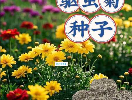 除虫菊的种植方法 菊科菊蒿属植物养护技巧分享
