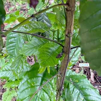 小粒咖啡的历史起源茜草科植物发展历程