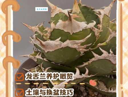 龙舌兰适合家里养吗 多年生草本植物养护要点