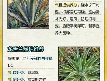 龙舌兰适合家里养吗 多年生草本植物养护要点