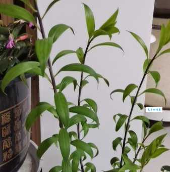 百合不开花的原因和解决办法