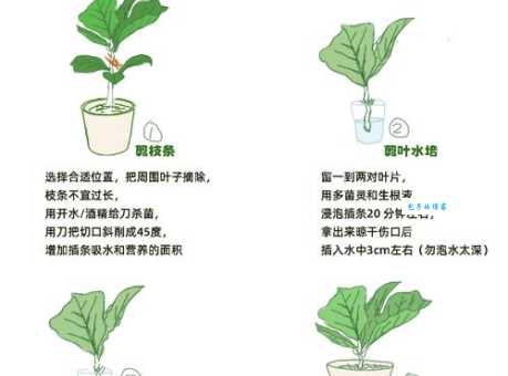 榕属植物繁殖方法 桑科榕属扦插栽培指南